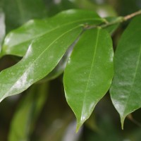 Napoleonaea imperialis P.Beauv.